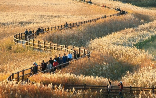 Du lịch thành phố Suncheon Hàn Quốc, tận hưởng vẻ đẹp yên bình mộc mạc